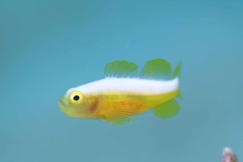 ナカモトイロワケハゼ