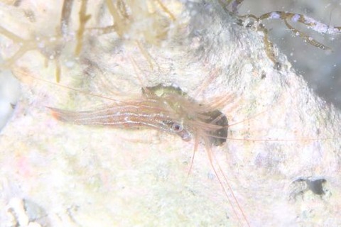 タメトモアカモエビ