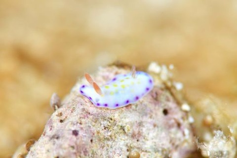 コモンウミウシ