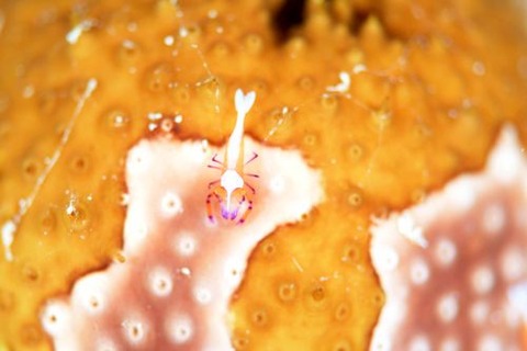 ウミウシカクレエビ