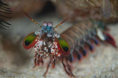 モンハナシャコ