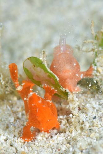 オオモンカエルアンコウ