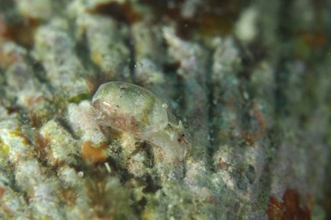 キバカイコガイ