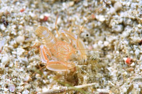 サンゴヒメエビ