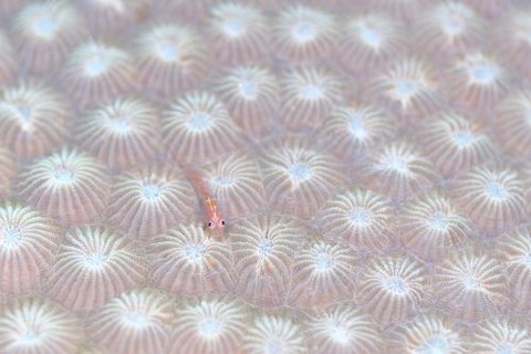 セボシウミタケハゼ