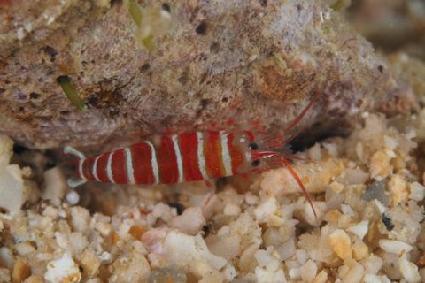 カザリムラサキエビ