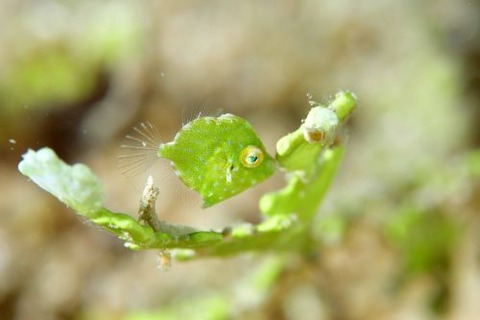 セダカカワハギ