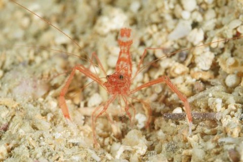 スベスベオトヒメエビ属の1種