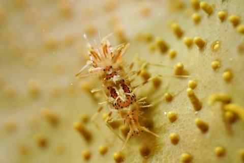 トゲツノメエビ