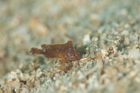 ツマジロオコゼ