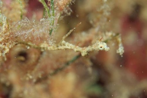 キオネミクティス・ルメンガニィ