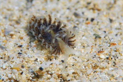 ワグシミノウミウシ