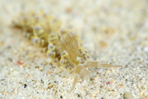 ワグシミノウミウシ