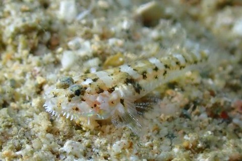 ヒゲモジャハゼ