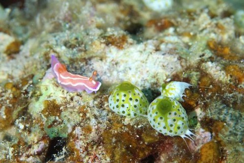 シロタスキウミウシ