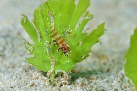 シマヒメヤマノカミ