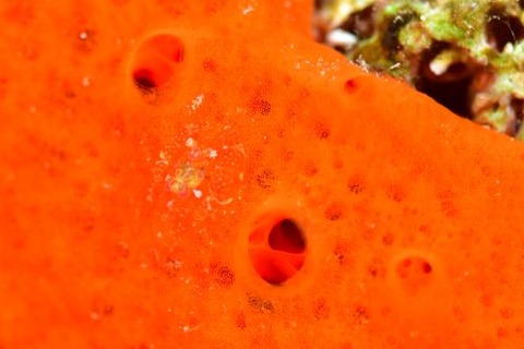 ホヤカクレエビ