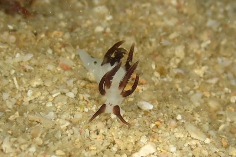 パンダツノウミウシ