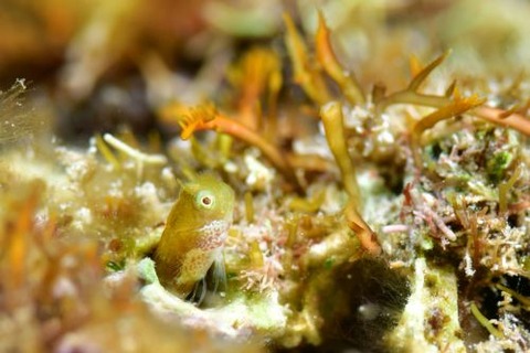 シシマイギンポ