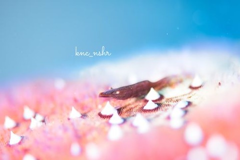 ヒトデヤドリエビ