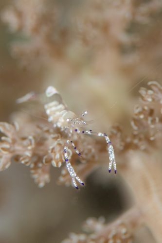 ニセアカホシカクレエビ