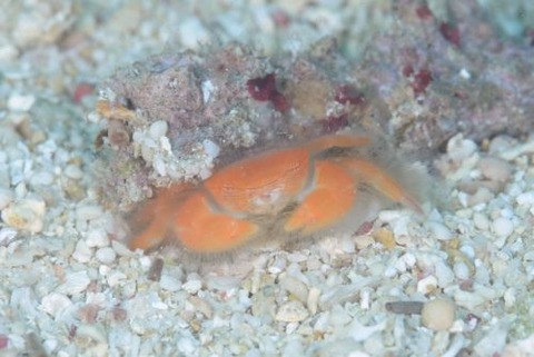 ケブカガニ科の1種