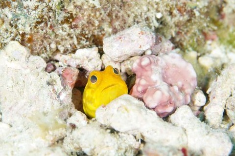 ホシカゲアゴアマダイ