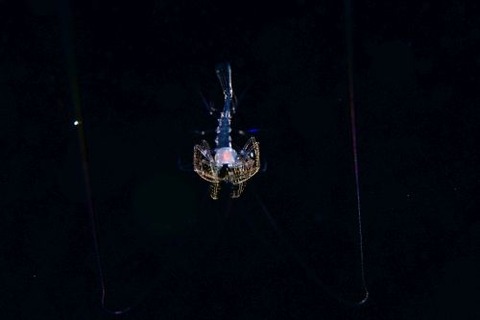 刺激的な水中生物