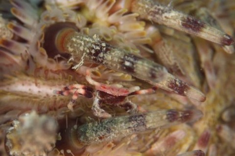 ゴカクゼブラガニ