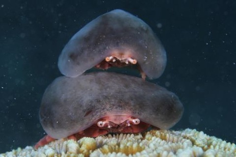 カイカムリ科の1種