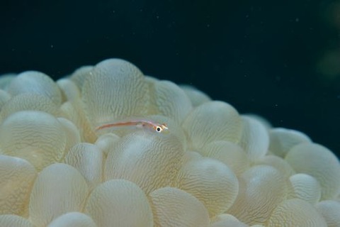 アカスジウミタケハゼ