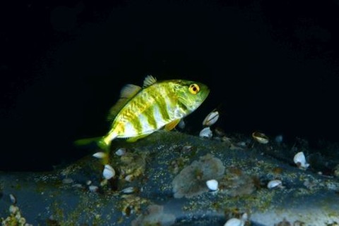 刺激的な水中生物