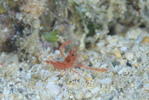 スベスベオトヒメエビ属の1種