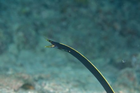 ハナヒゲウツボ