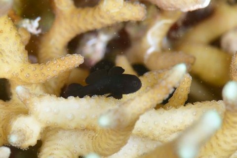 クロダルマハゼ