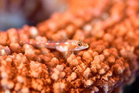 カスリヘビギンポ