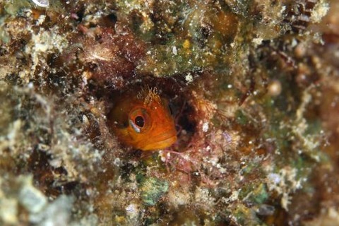 ハダカコケギンポ