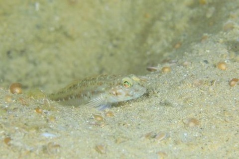 ケショウハゼ属の1種