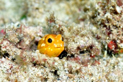 ホシカゲアゴアマダイ