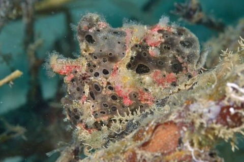 オオモンカエルアンコウ