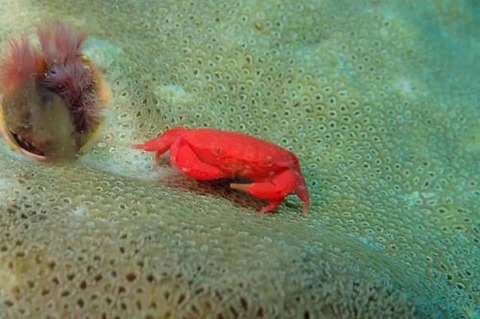 オウギガニ科の1種