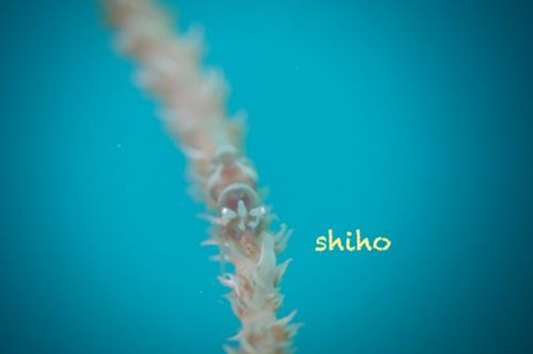 キミシグレカクレエビ