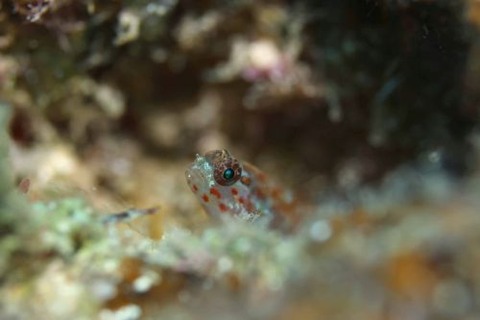 アカホシイソハゼ