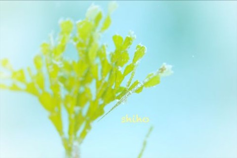 トガリモエビ属の1種