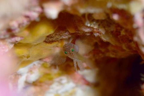 フトスジイレズミハゼ