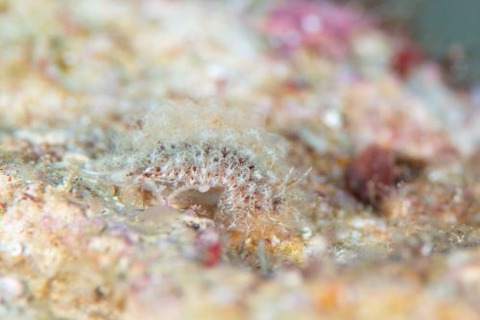 コヤナギウミウシコヤナギ属の1種