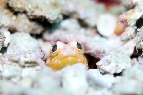 ホシカゲアゴアマダイ