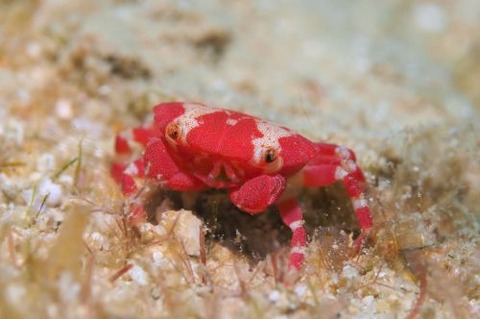 ヒメベニオウギガニ