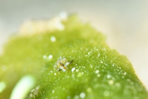 クサイロモウミウシ