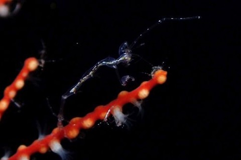 ワレカラのなかま